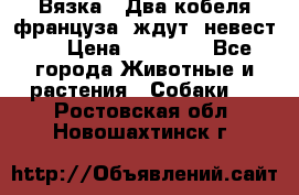  Вязка ! Два кобеля француза ,ждут  невест.. › Цена ­ 11 000 - Все города Животные и растения » Собаки   . Ростовская обл.,Новошахтинск г.